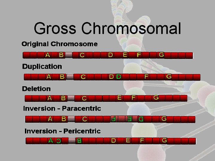 Gross Chromosomal 
