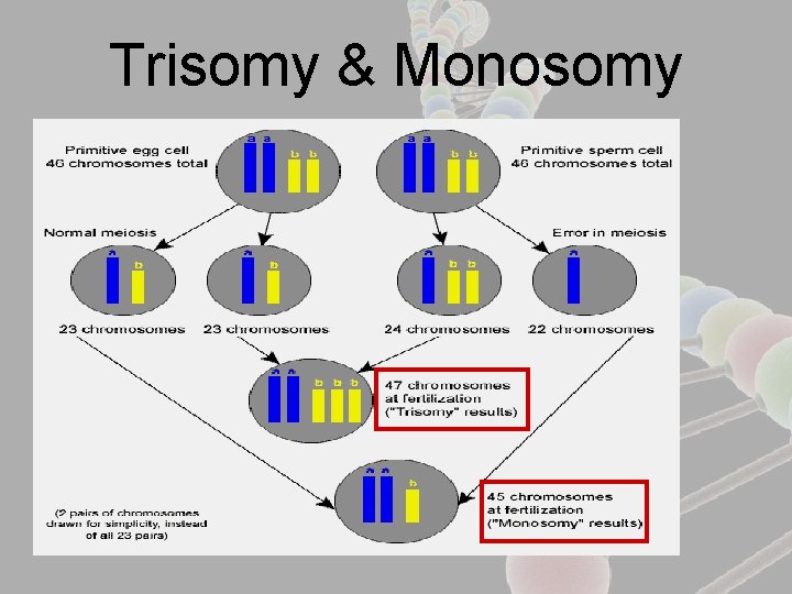 Trisomy & Monosomy 