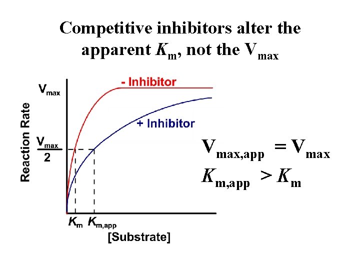 Competitive inhibitors alter the apparent Km, not the Vmax, app = Vmax Km, app