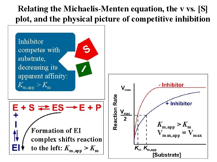 Relating the Michaelis-Menten equation, the v vs. [S] plot, and the physical picture of