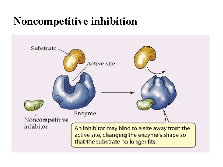Noncompetitive inhibition 
