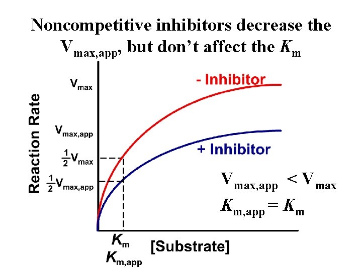 Noncompetitive inhibitors decrease the Vmax, app, but don’t affect the Km Vmax, app <