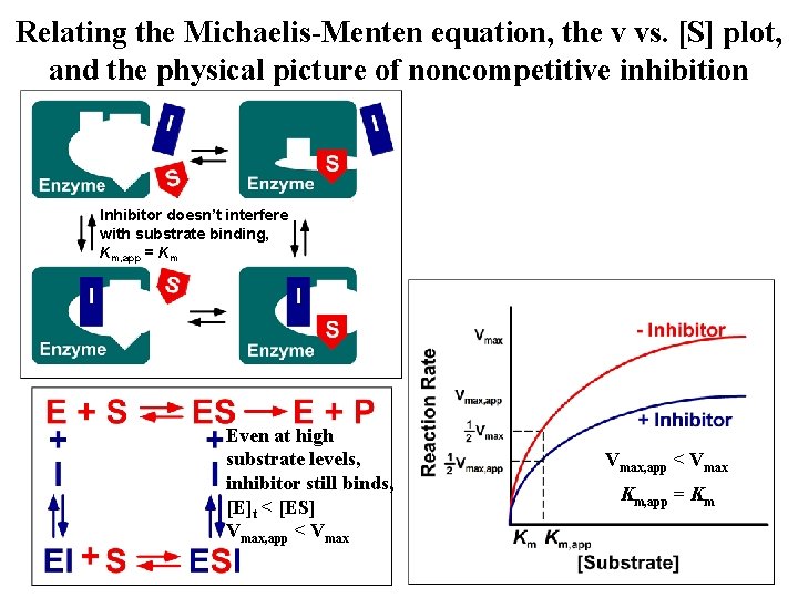 Relating the Michaelis-Menten equation, the v vs. [S] plot, and the physical picture of
