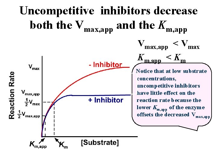 Uncompetitive inhibitors decrease both the Vmax, app and the Km, app Vmax, app <
