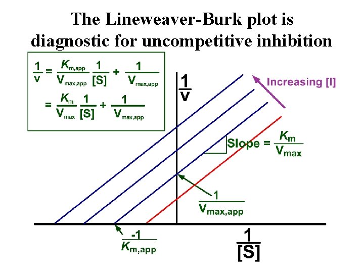 The Lineweaver-Burk plot is diagnostic for uncompetitive inhibition 