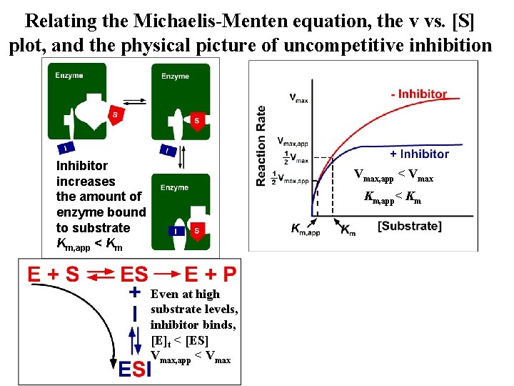 Relating the Michaelis-Menten equation, the v vs. [S] plot, and the physical picture of