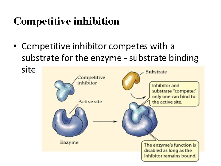 Competitive inhibition • Competitive inhibitor competes with a substrate for the enzyme - substrate