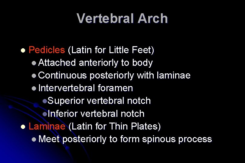 Vertebral Arch Pedicles (Latin for Little Feet) l Attached anteriorly to body l Continuous
