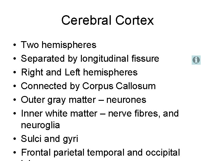 Cerebral Cortex • • • Two hemispheres Separated by longitudinal fissure Right and Left