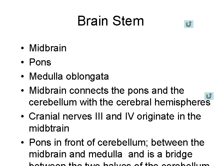 Brain Stem • • Midbrain Pons Medulla oblongata Midbrain connects the pons and the