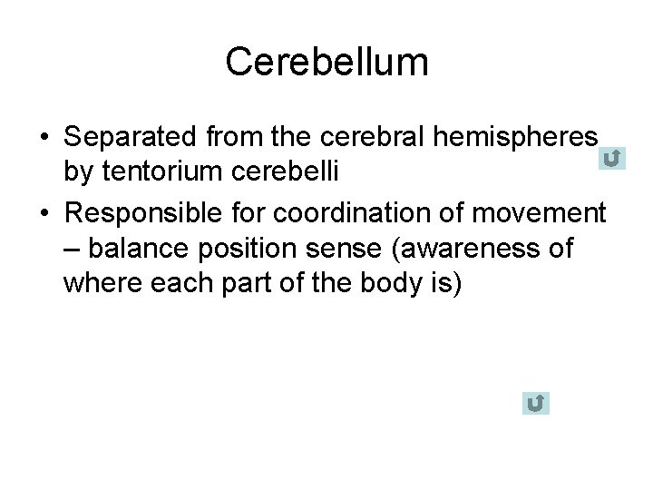 Cerebellum • Separated from the cerebral hemispheres by tentorium cerebelli • Responsible for coordination
