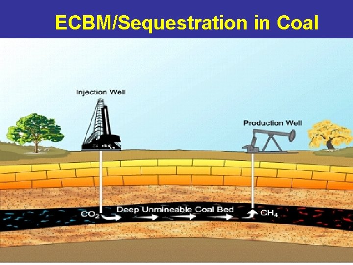 ECBM/Sequestration in Coal 