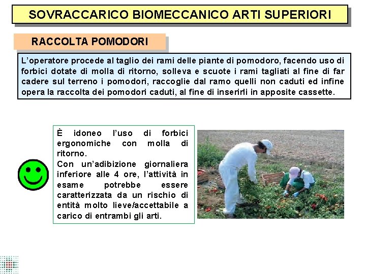 SOVRACCARICO BIOMECCANICO ARTI SUPERIORI RACCOLTA POMODORI L’operatore procede al taglio dei rami delle piante