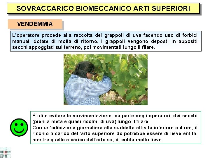 SOVRACCARICO BIOMECCANICO ARTI SUPERIORI VENDEMMIA L’operatore procede alla raccolta dei grappoli di uva facendo