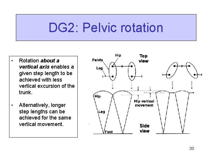 DG 2: Pelvic rotation • Rotation about a vertical axis enables a given step