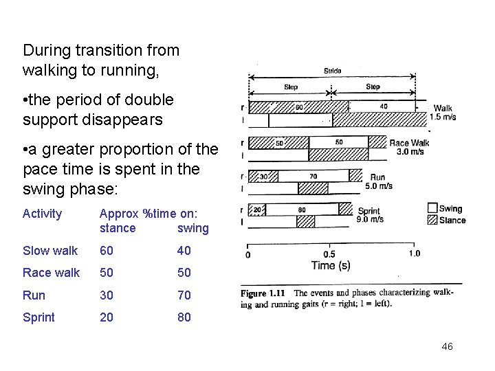 During transition from walking to running, • the period of double support disappears •