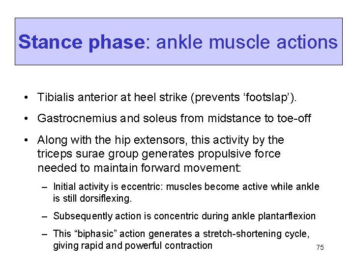 Stance phase: ankle muscle actions • Tibialis anterior at heel strike (prevents ‘footslap’). •