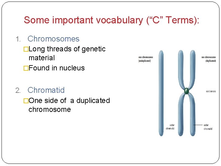 Some important vocabulary (“C” Terms): 1. Chromosomes �Long threads of genetic material �Found in
