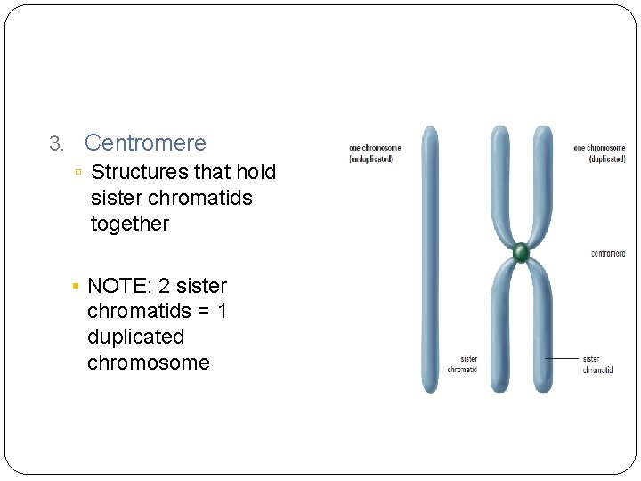3. Centromere Structures that hold sister chromatids together NOTE: 2 sister chromatids = 1