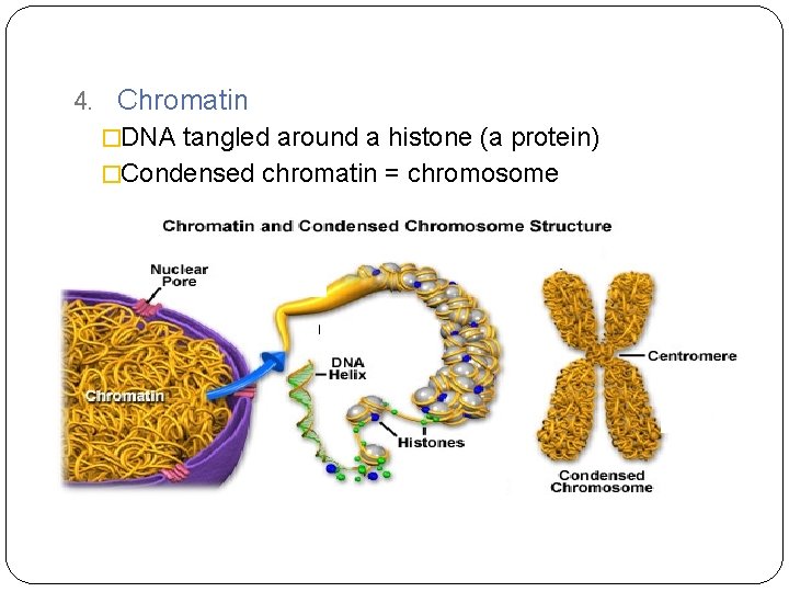 4. Chromatin �DNA tangled around a histone (a protein) �Condensed chromatin = chromosome 
