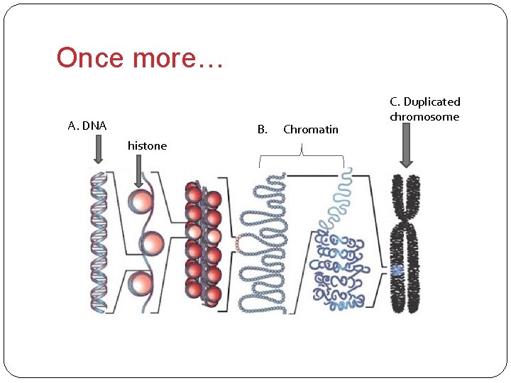 Once more… A. DNA B. histone Chromatin C. Duplicated chromosome 