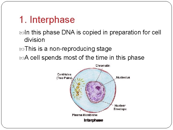 1. Interphase In this phase DNA is copied in preparation for cell division This