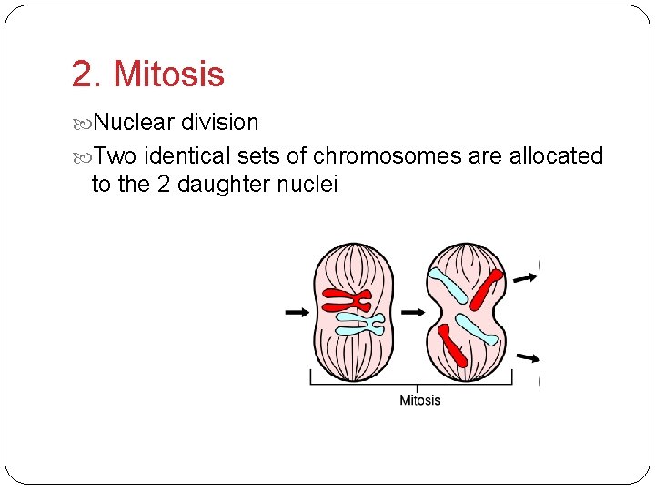2. Mitosis Nuclear division Two identical sets of chromosomes are allocated to the 2
