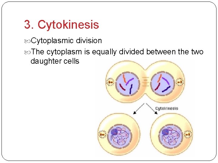 3. Cytokinesis Cytoplasmic division The cytoplasm is equally divided between the two daughter cells