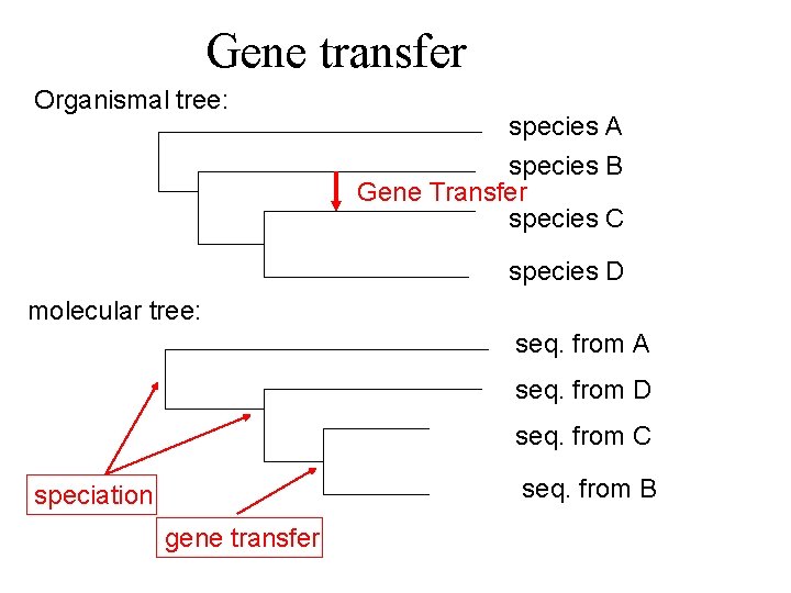 Gene transfer Organismal tree: species A species B Gene Transfer species C species D
