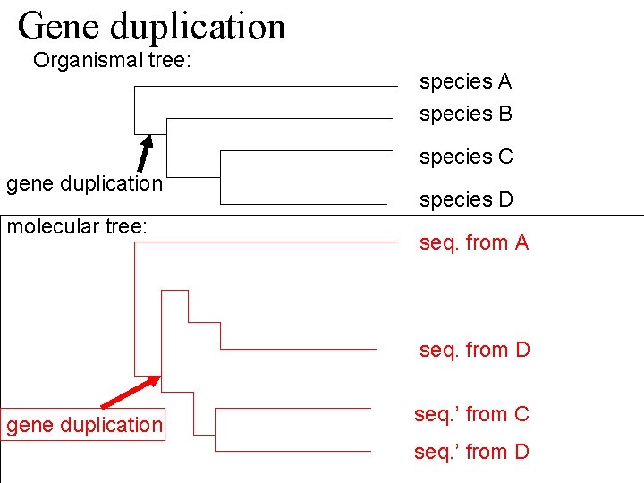 Gene duplication Organismal tree: species A species B species C gene duplication molecular tree: