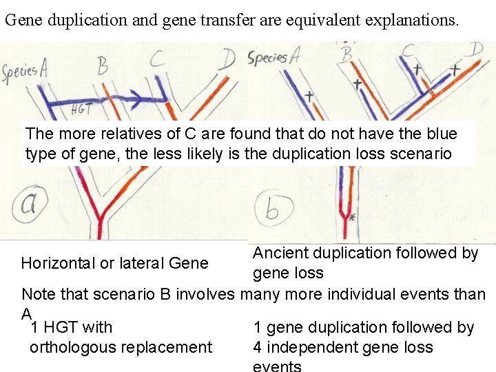 Gene duplication and gene transfer are equivalent explanations. The more relatives of C are