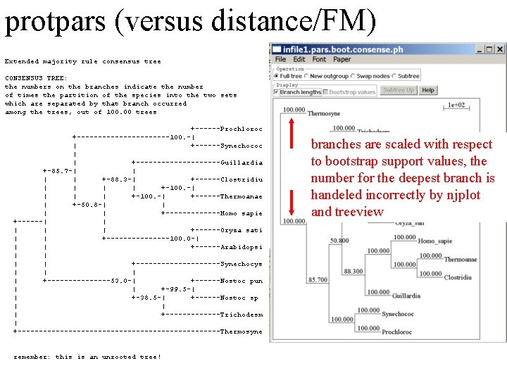 protpars (versus distance/FM) Extended majority rule consensus tree CONSENSUS TREE: the numbers on the