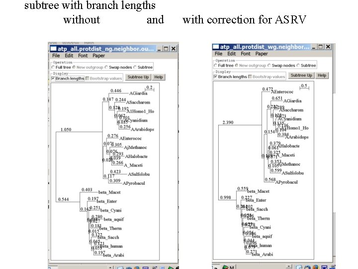 subtree with branch lengths without and with correction for ASRV 