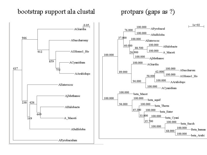 bootstrap support ala clustal protpars (gaps as ? ) 