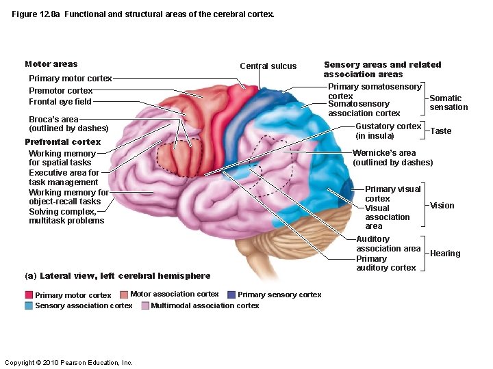 Figure 12. 8 a Functional and structural areas of the cerebral cortex. Motor areas