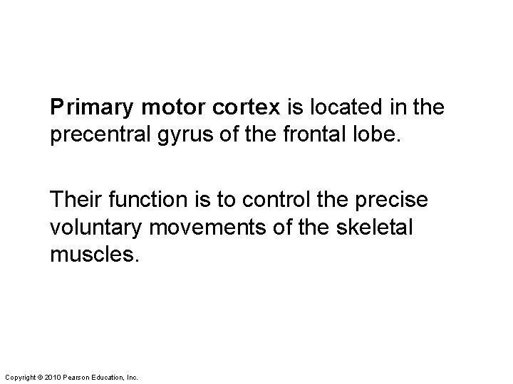 Primary motor cortex is located in the precentral gyrus of the frontal lobe. Their