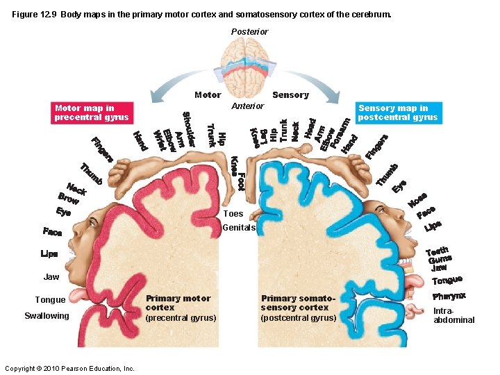 Figure 12. 9 Body maps in the primary motor cortex and somatosensory cortex of