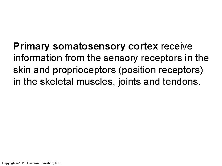 Primary somatosensory cortex receive information from the sensory receptors in the skin and proprioceptors