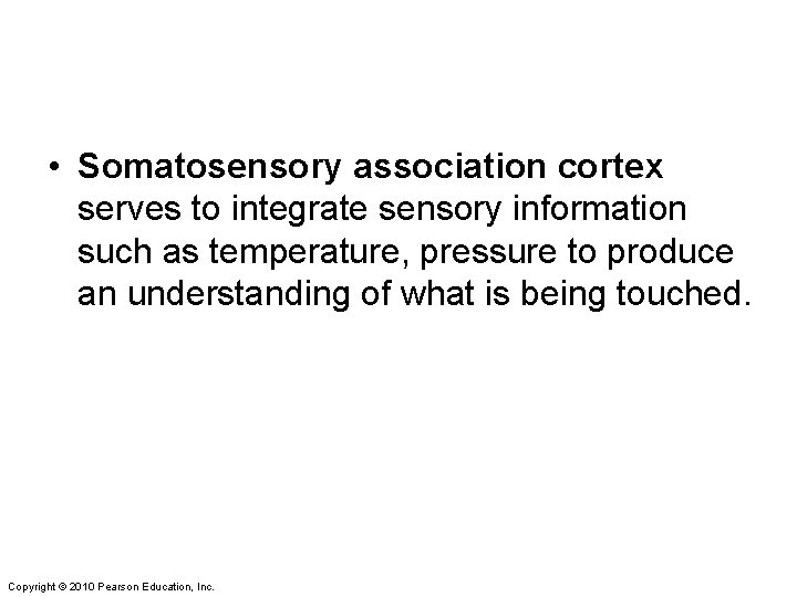  • Somatosensory association cortex serves to integrate sensory information such as temperature, pressure