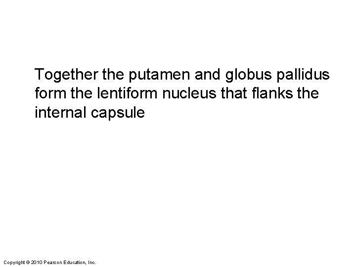 Together the putamen and globus pallidus form the lentiform nucleus that flanks the internal