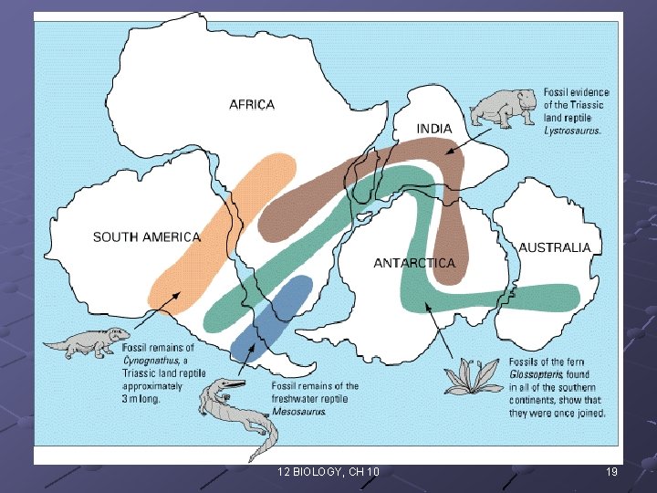 12 BIOLOGY, CH 10 19 