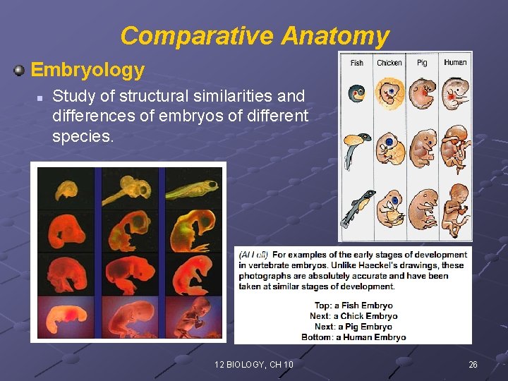 Comparative Anatomy Embryology n Study of structural similarities and differences of embryos of different