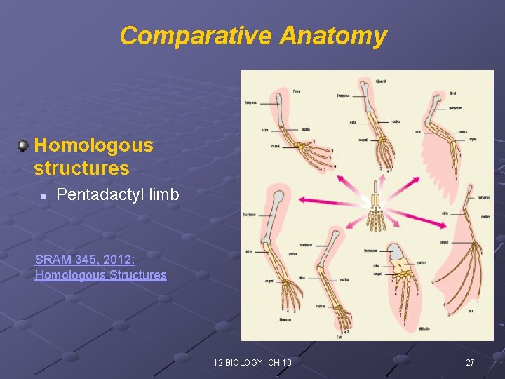 Comparative Anatomy Homologous structures n Pentadactyl limb SRAM 345, 2012: Homologous Structures 12 BIOLOGY,