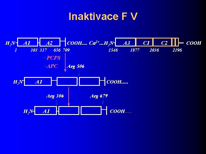 Inaktivace F V H 2 N 1 A 2 303 317 COOH. . Ca