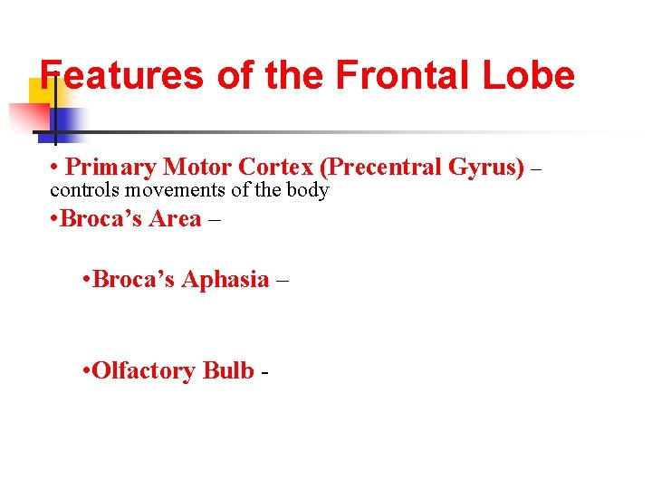 Features of the Frontal Lobe • Primary Motor Cortex (Precentral Gyrus) – controls movements