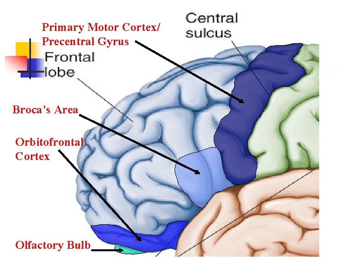 Primary Motor Cortex/ Precentral Gyrus Broca’s Area Orbitofrontal Cortex Olfactory Bulb 