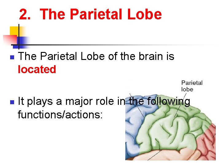 2. The Parietal Lobe n n The Parietal Lobe of the brain is located