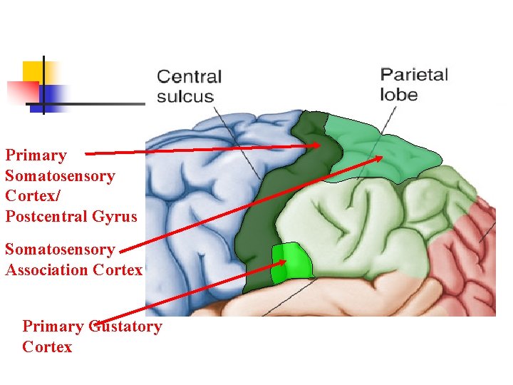 Primary Somatosensory Cortex/ Postcentral Gyrus Somatosensory Association Cortex Primary Gustatory Cortex 