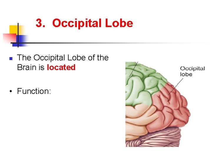 3. Occipital Lobe n The Occipital Lobe of the Brain is located • Function: