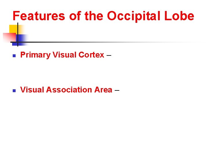 Features of the Occipital Lobe n Primary Visual Cortex – n Visual Association Area